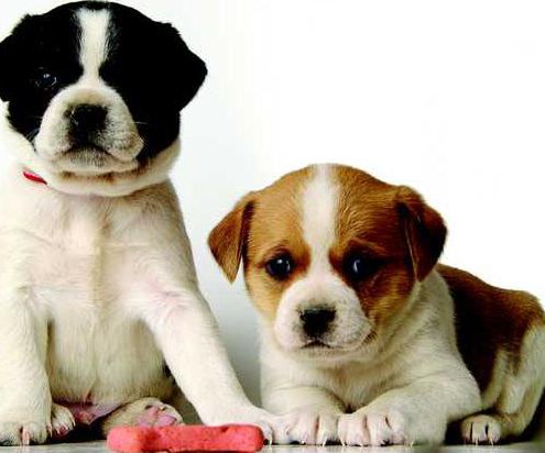 didis dogs