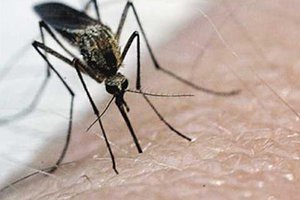 mosquitoes