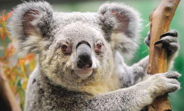 koala