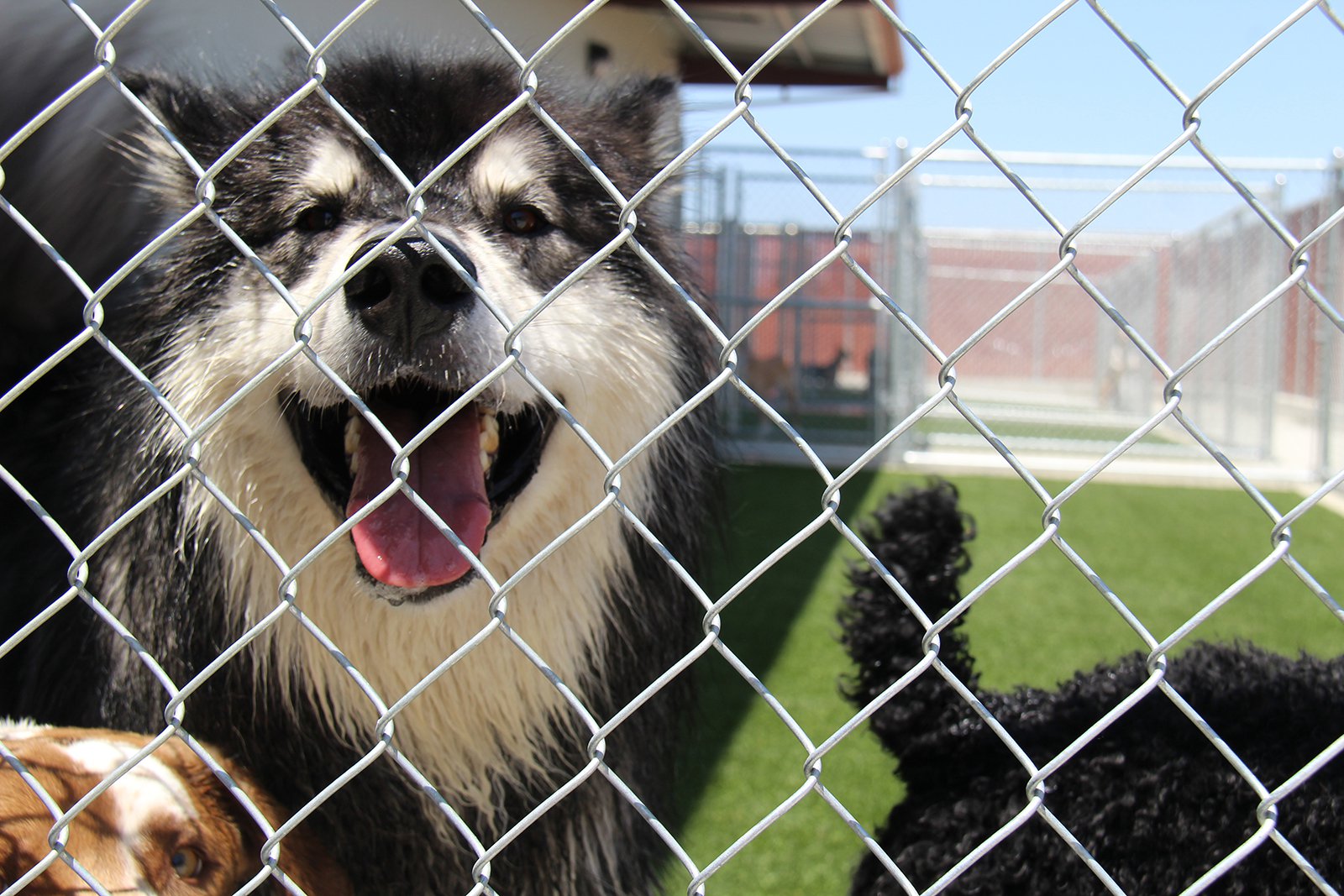 Doggie daycare and more at Top Notch Kennels Turlock Journal