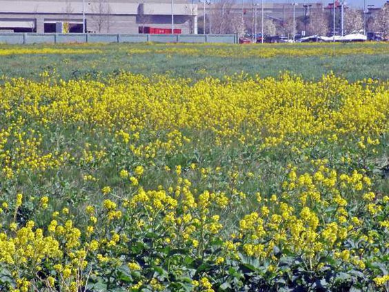 pic 209wildflowers2-LT