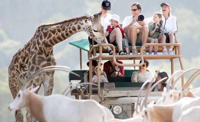 safari-truck-LT