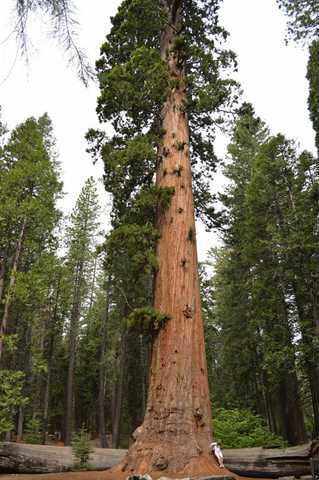 BIG TREES - Manteca Bulletin