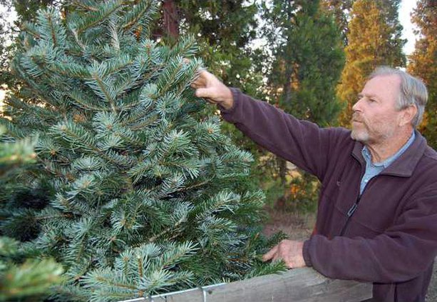 TREE--Do-it-Yourself-Pic-2