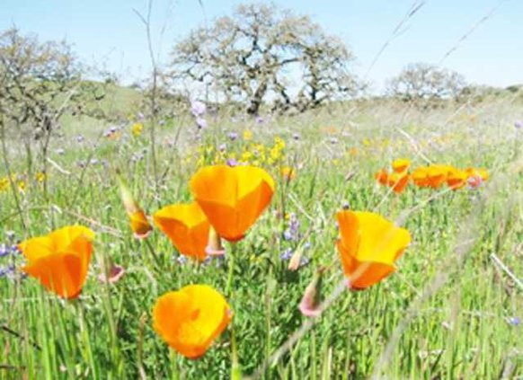 wildflower-day-pic11