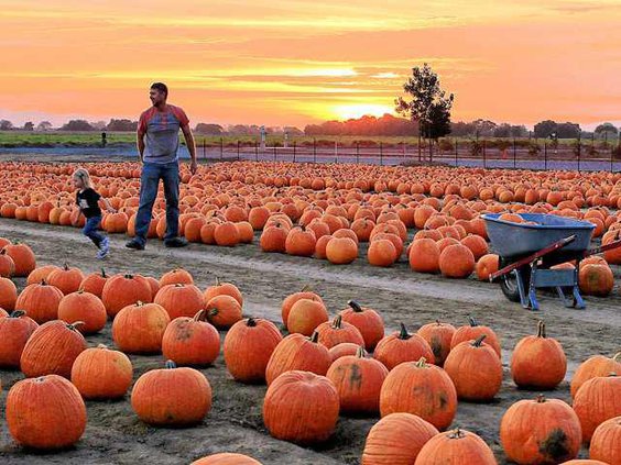 DELLOSSO PUMPKIN PATCH1 10-8-15
