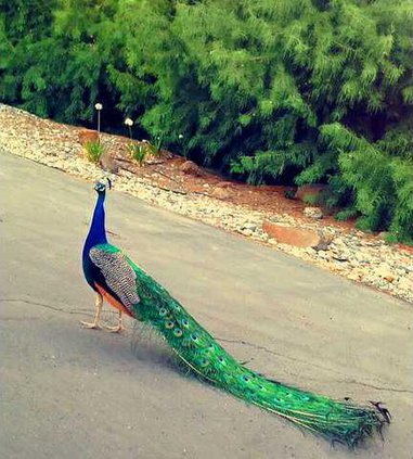 Bulletin peacock 112