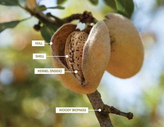 almond parts graphic