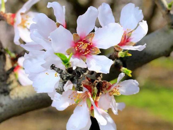 ALMOND BLOSSOMS3 2-16-15