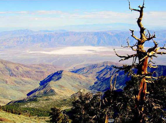 bristlecone page 3 copy