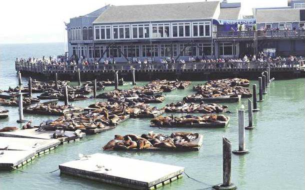 seals pier 39