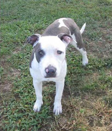 Adopt pix Jack
