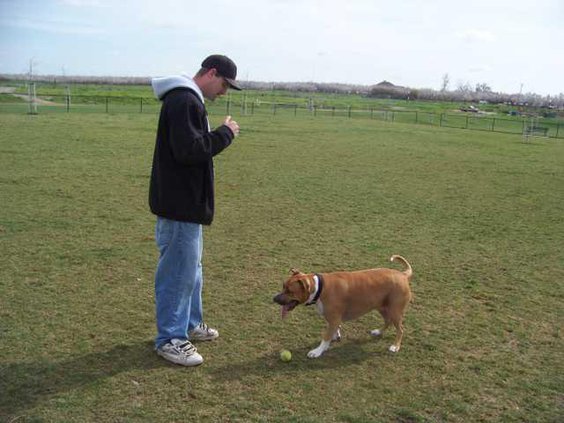 Dog Park