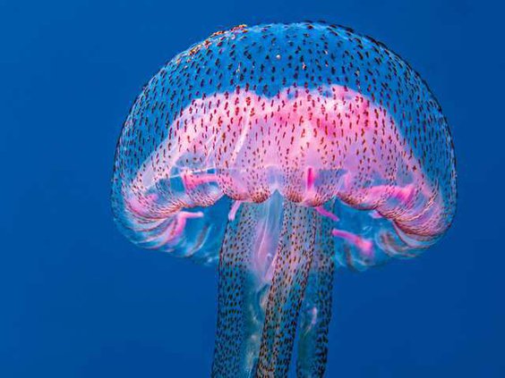jellyfish