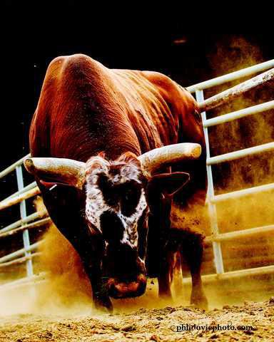 Windwhacker Bull Bushwacker Bull Wallpaper