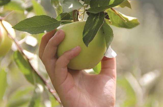 Take Your Pick Of Apple History And Trivial Facts - Oakdale Leader