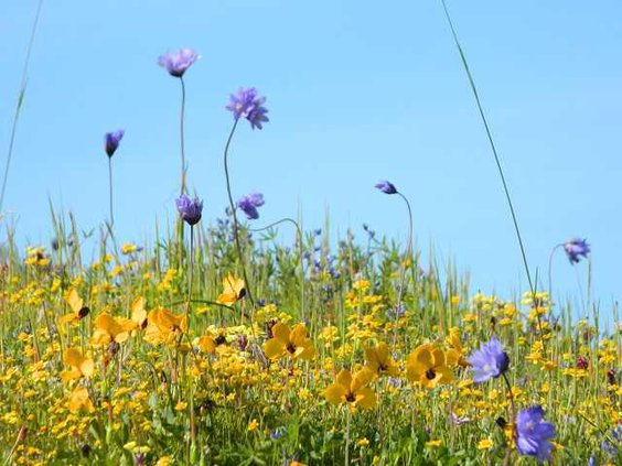 Wildflowers pix