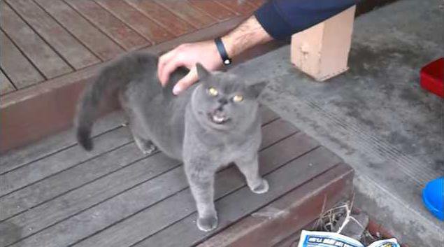 Have You Seen This? The Wowwowwow cat - Oakdale Leader