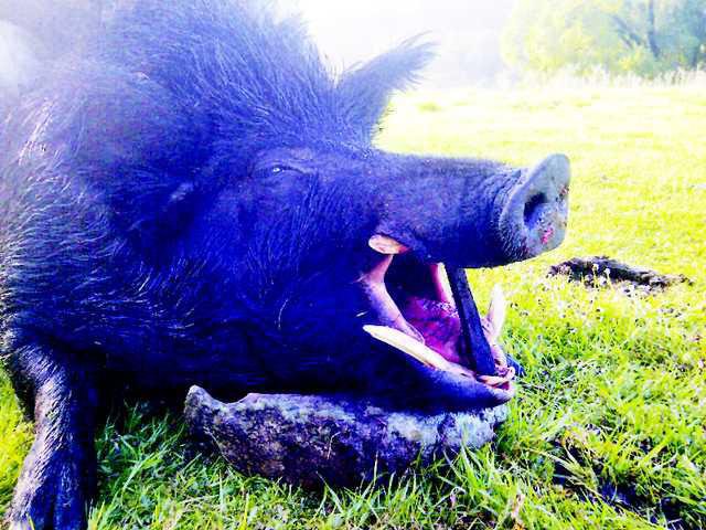 WILD BOAR MR ポリカ ルートビア WILD BOAR MR -ワイルドボアMR- | MPB LURES -Monster Panic Bite-