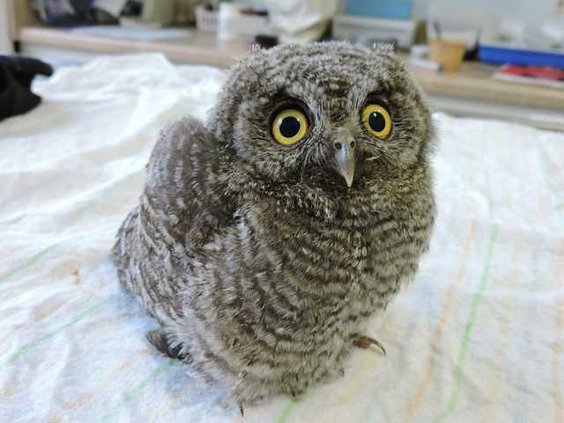 Wildlife pix