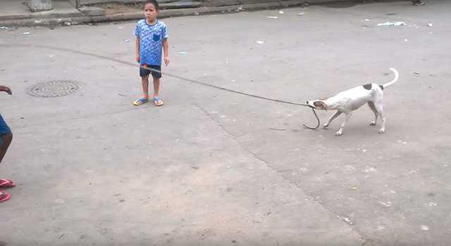 Jump Roping Dog Have You Seen This? That dog can jump rope - Oakdale Leader