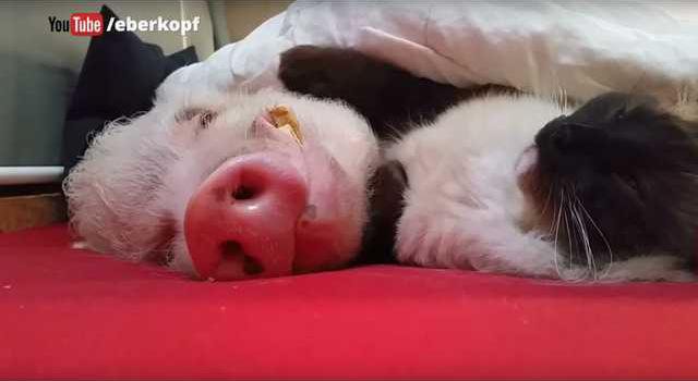 747f10a316f5b9bef7e0a251e5b95fed1f531d4838236bb58144e45162ac517c