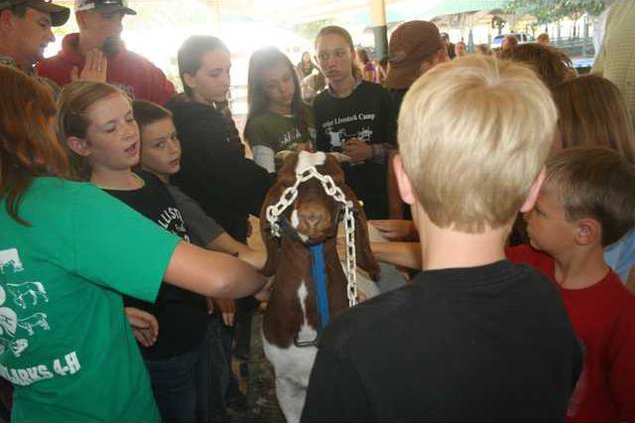 livestock camp1