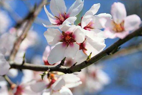 Salobrena Almond Blossom