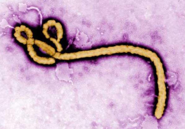 ebola