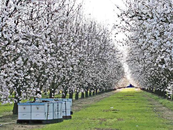 almonds-LT