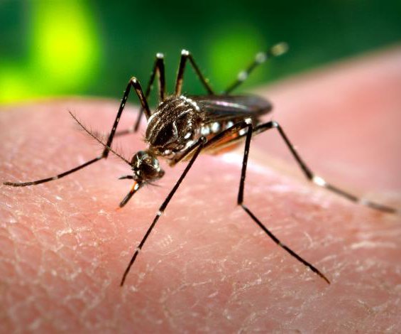 mosquito