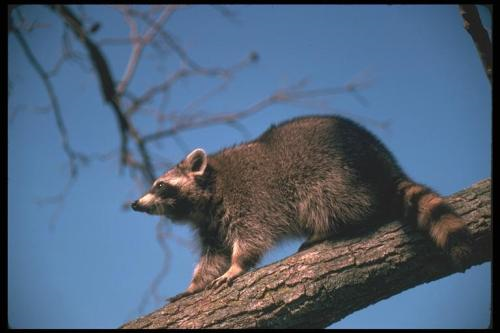 Raccoon Cal Outdoors.png