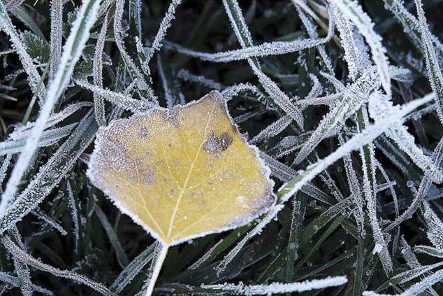 ColdSnapGarden-1a