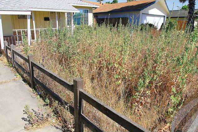 WEEDS2-6-18-20