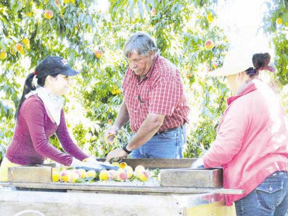 0725 Fruit-Farmers- 11