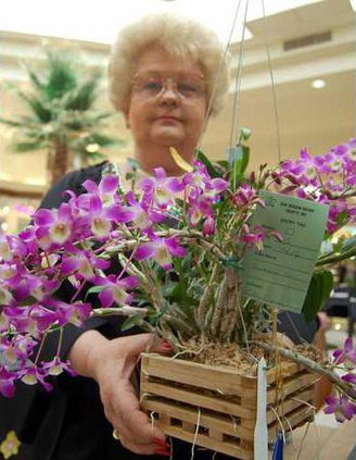 ORCHID--Pic