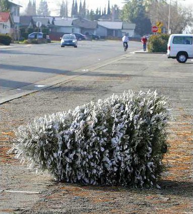 WILDART TREES1-12-28-09