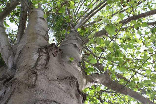 LathropBGPhotoContest-2