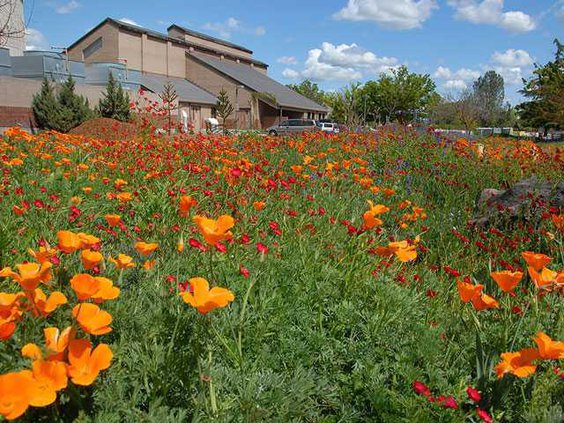 Meadow-Garden-Flowers 2 1200