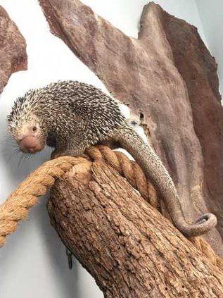 Porcupine - full legth