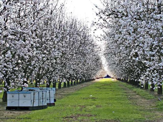 RoseAlmonds  crime photo