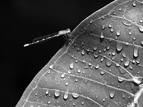 RoseColumnBWPhotos-5-LT