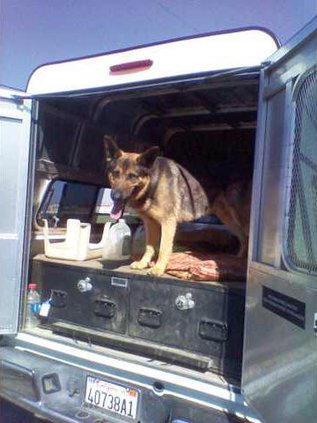 dog-search1