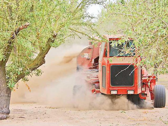 AlmondHarvest2011-RAR-7a