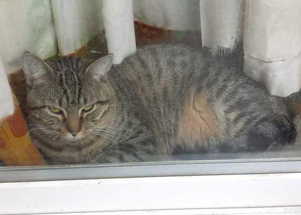 Cat lost