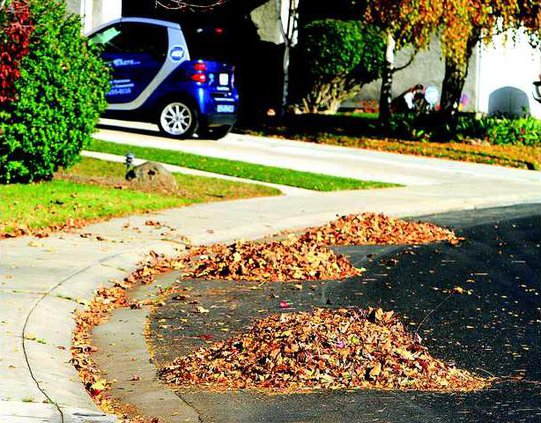 LEAVES1 12-4-11