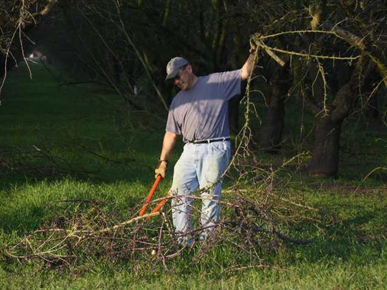 PRUNIN1