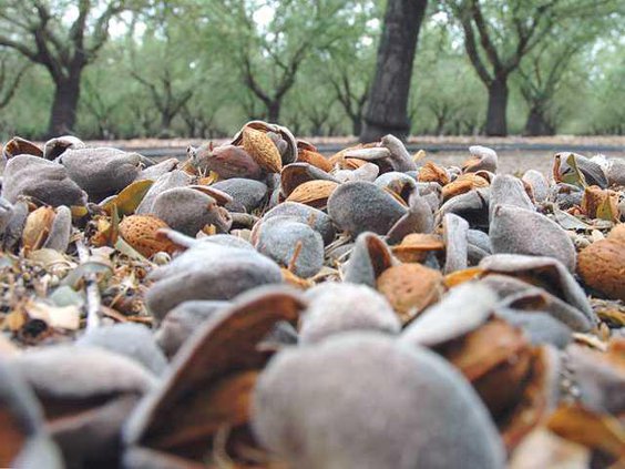 almonds-top-LT