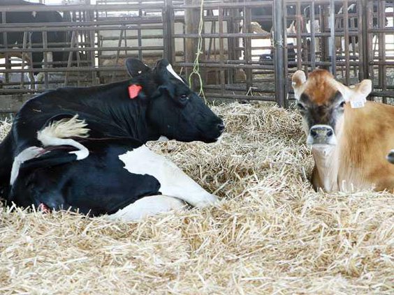 dairy-LT