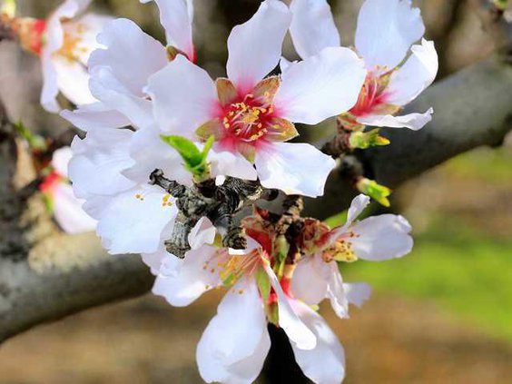 ALMOND BLOSSOMS3 2-16-15